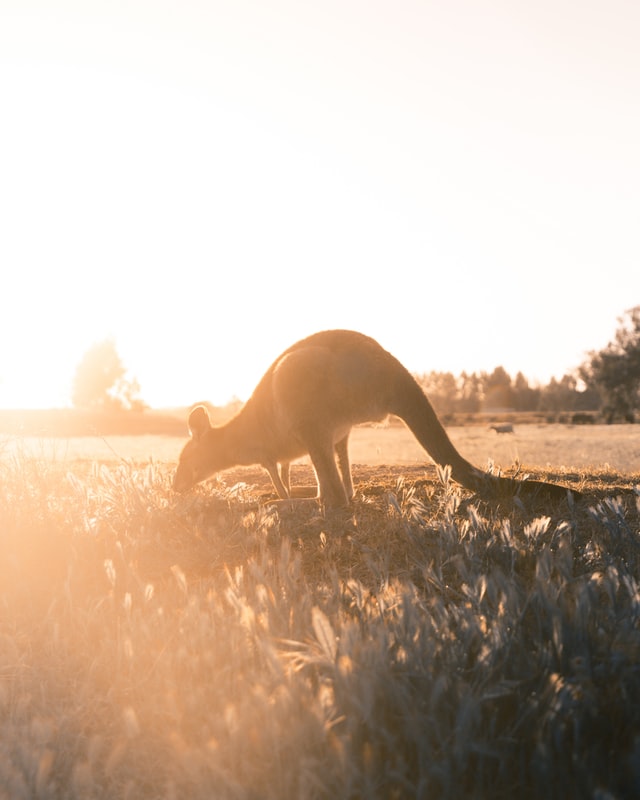 australian kangaroo