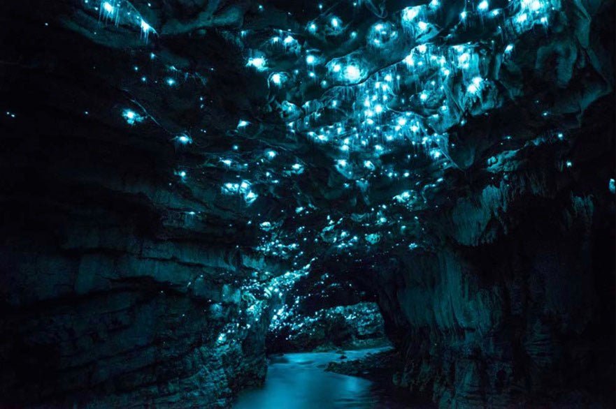 Design Inspired by New Zealand Glow worms - MIKOL