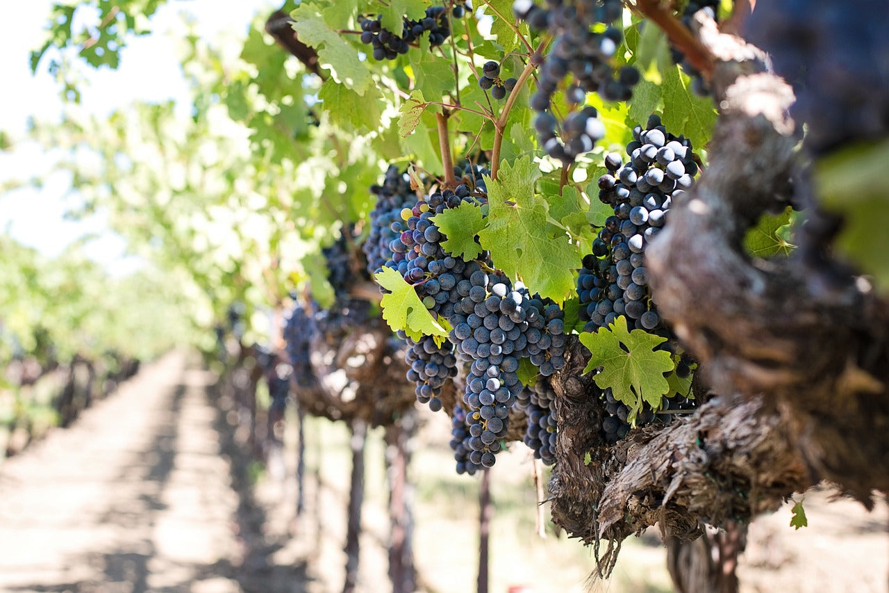 napa vineyard